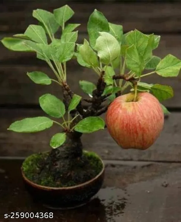 Apple_Rasia
