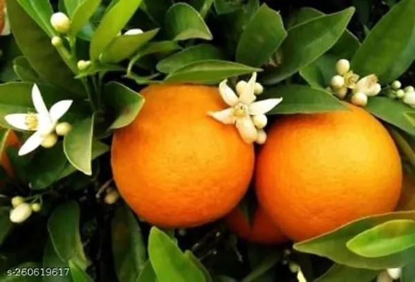 pune_hibiscus_plant_(orange_colour_)_(pack_of_1)
