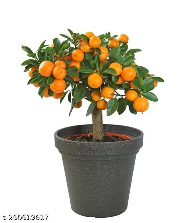pune_hibiscus_plant_(orange_colour_)_(pack_of_1)