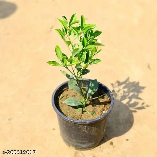 pune_hibiscus_plant_(orange_colour_)_(pack_of_1)