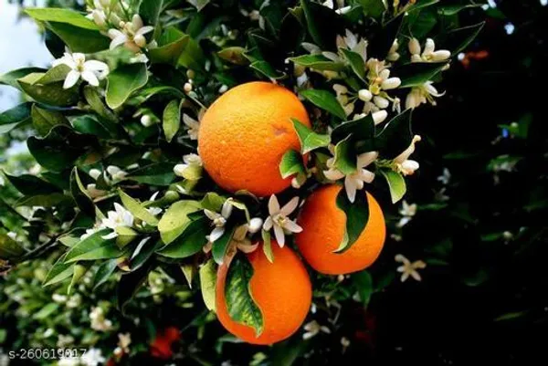 pune_hibiscus_plant_(orange_colour_)_(pack_of_1)