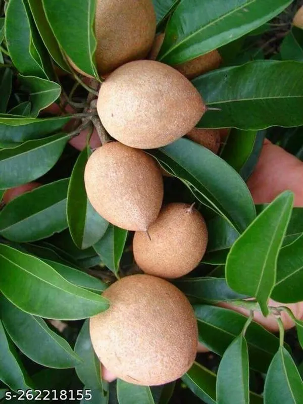 Chiku_plant/sobedilla
