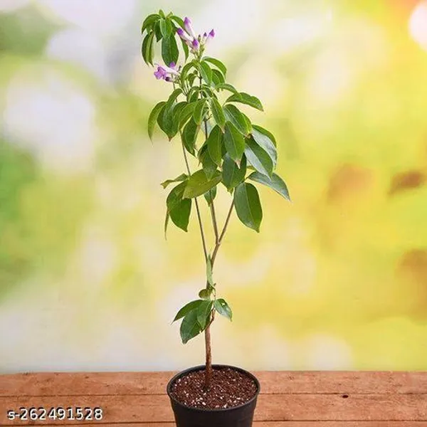 Garlic_vine_flowering_plant