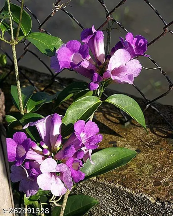 Garlic_vine_flowering_plant