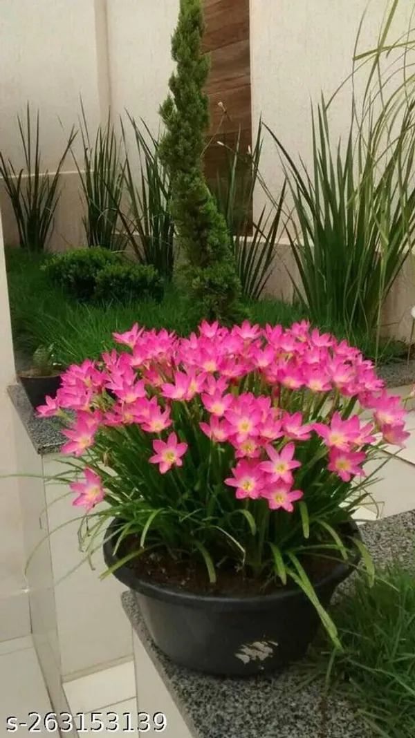 Zephirantes_plant/New_York