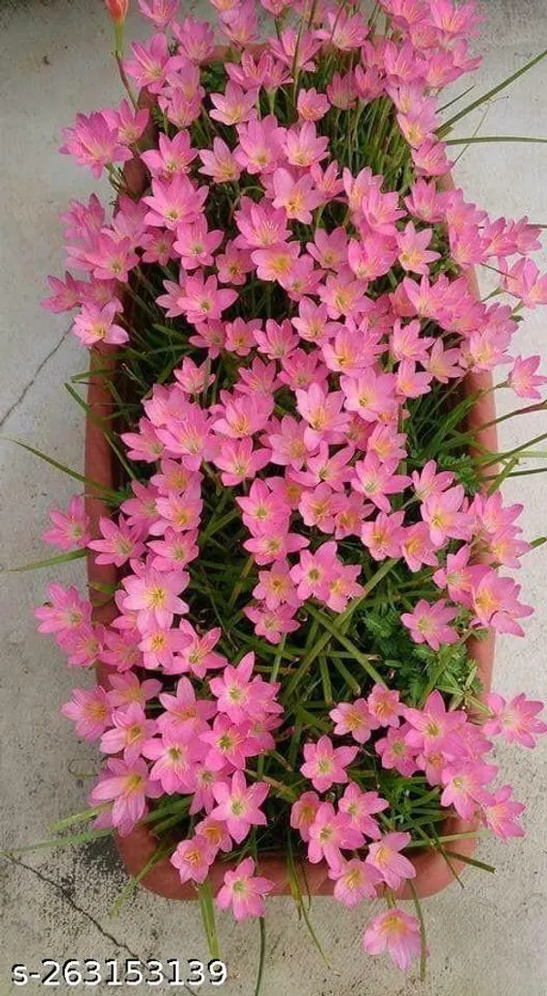 Zephirantes_plant/New_York