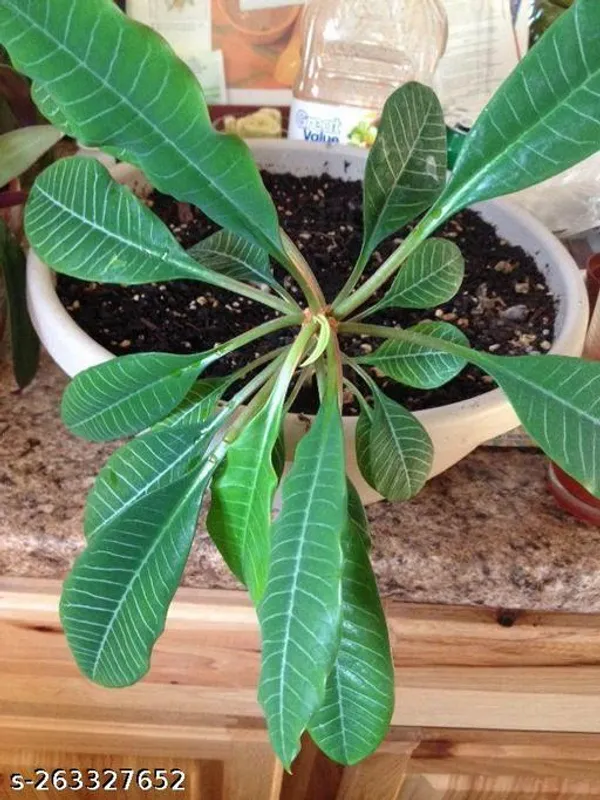 Pulmeriya_hybrid_plant_white