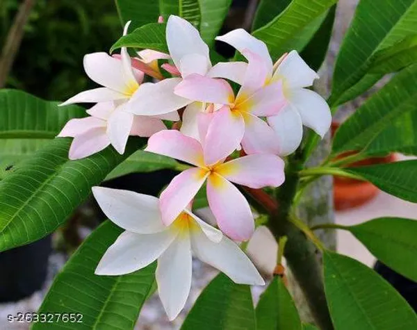 Pulmeriya_hybrid_plant_white