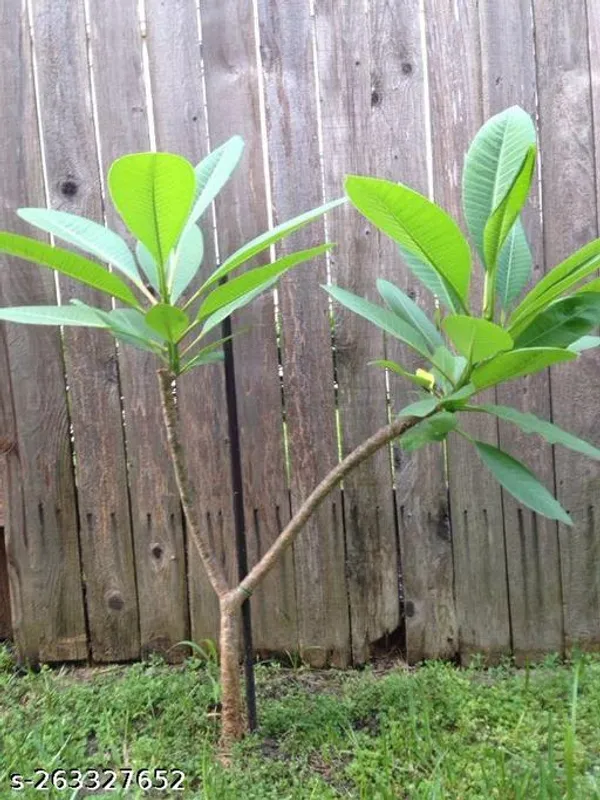 Pulmeriya_hybrid_plant_white