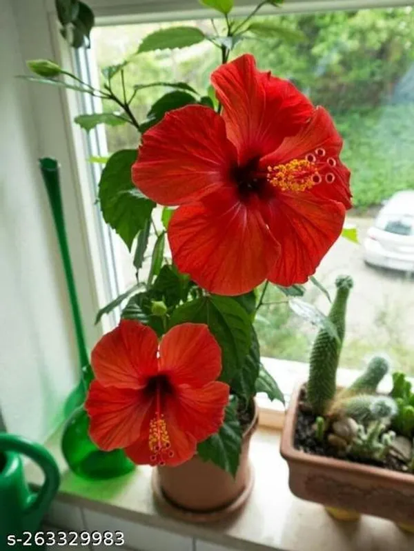 Red_Hibicus