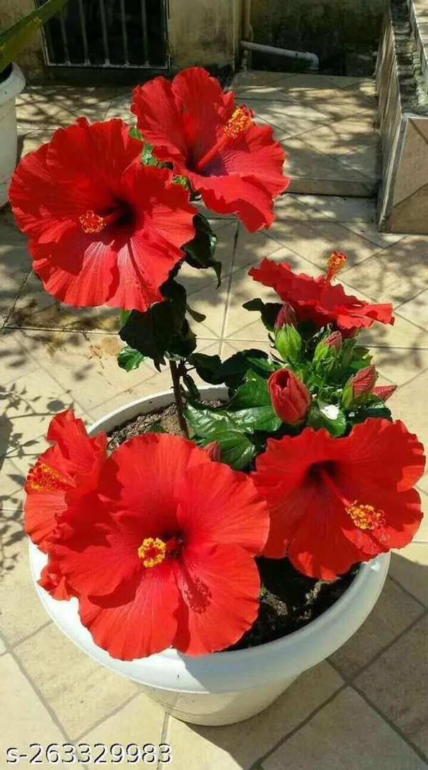 Red_Hibicus