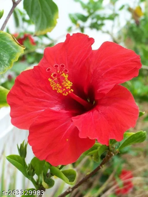 Red_Hibicus