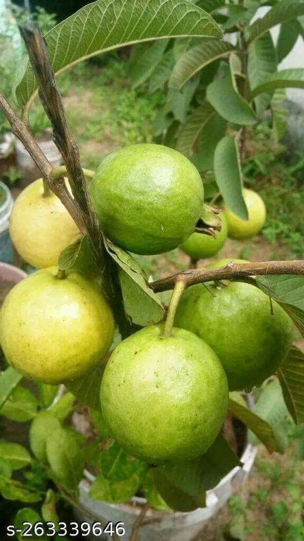 Guava_plant_Thailand