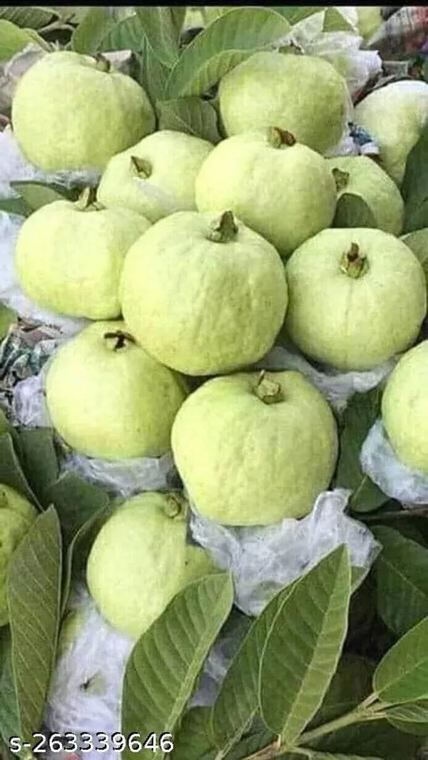 Guava_plant_Thailand