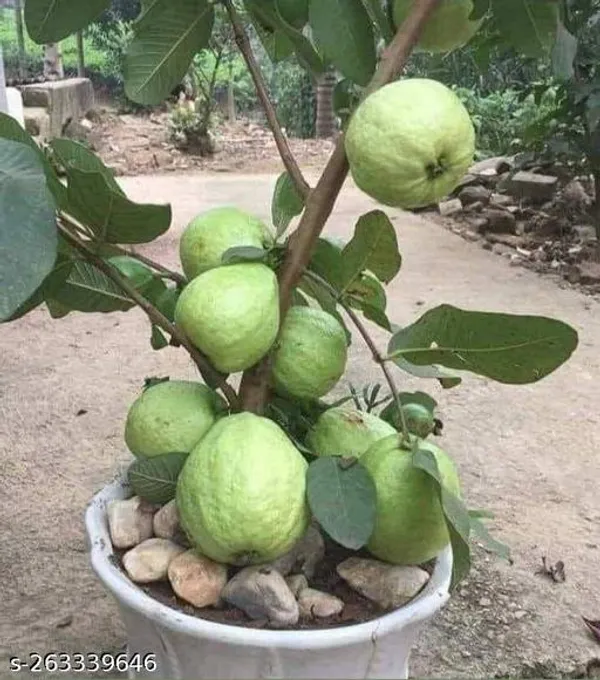 Guava_plant_Thailand