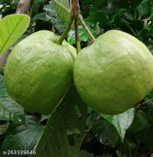 Guava_plant_Thailand