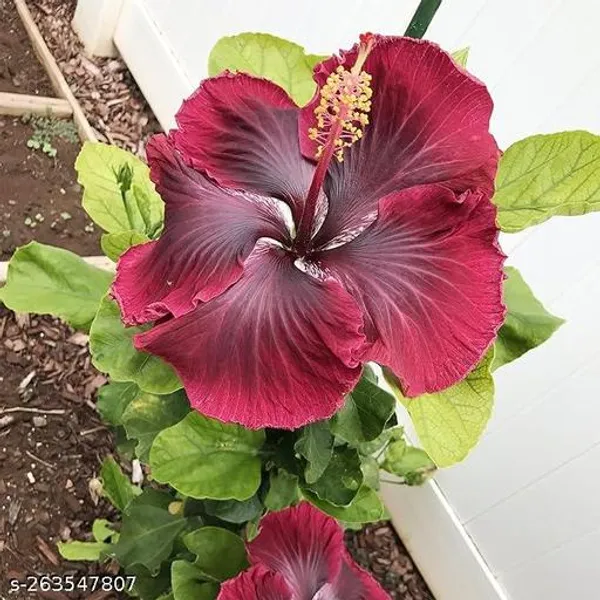 Black_Hibiscus_(Pack_of_1_)