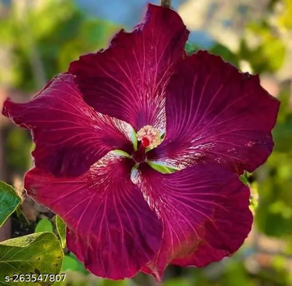 Black_Hibiscus_(Pack_of_1_)