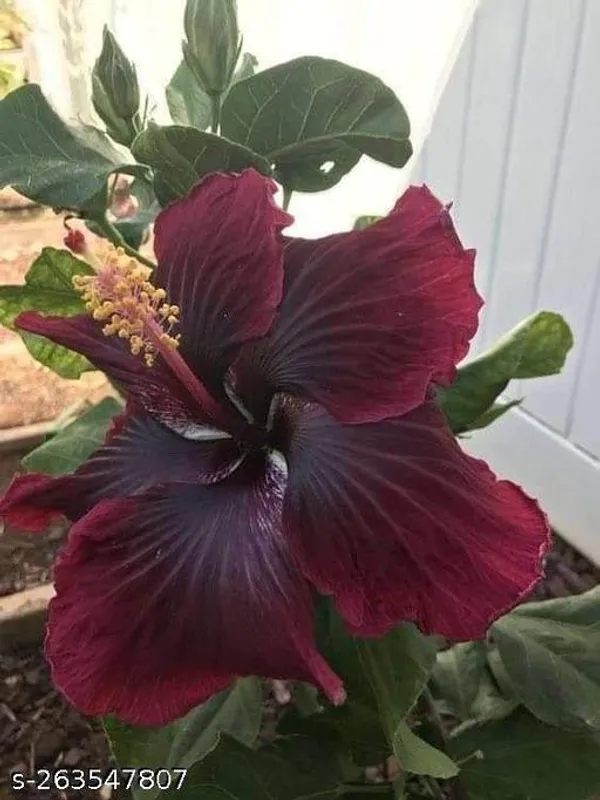 Black_Hibiscus_(Pack_of_1_)