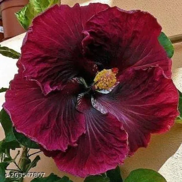 Black_Hibiscus_(Pack_of_1_)