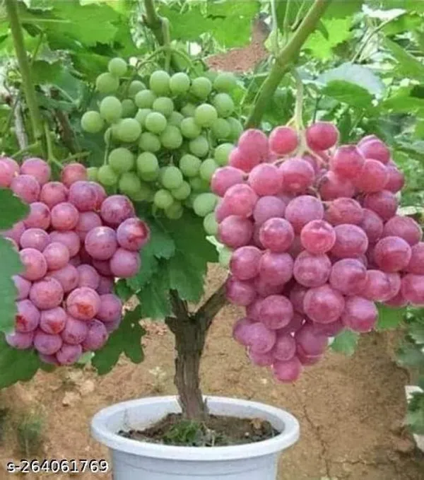 GRAPES_YBRID_PLANT_GRAFTED_(Pack_of_1_)