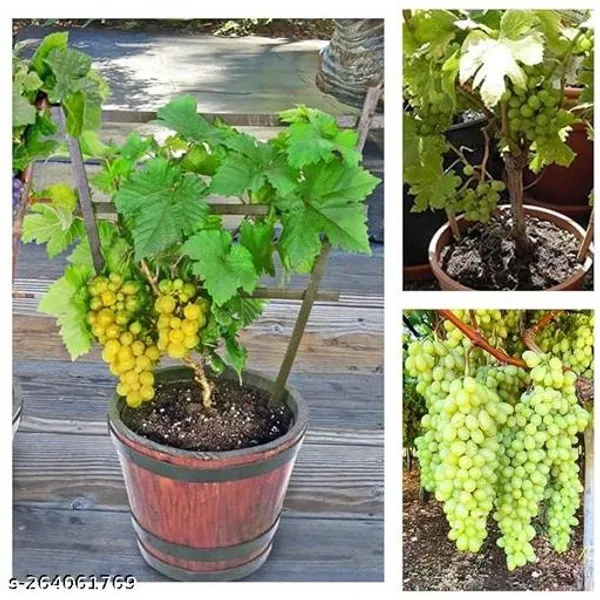 GRAPES_YBRID_PLANT_GRAFTED_(Pack_of_1_)