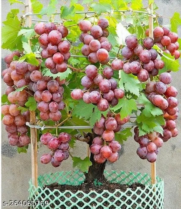GRAPES_YBRID_PLANT_GRAFTED_(Pack_of_1_)