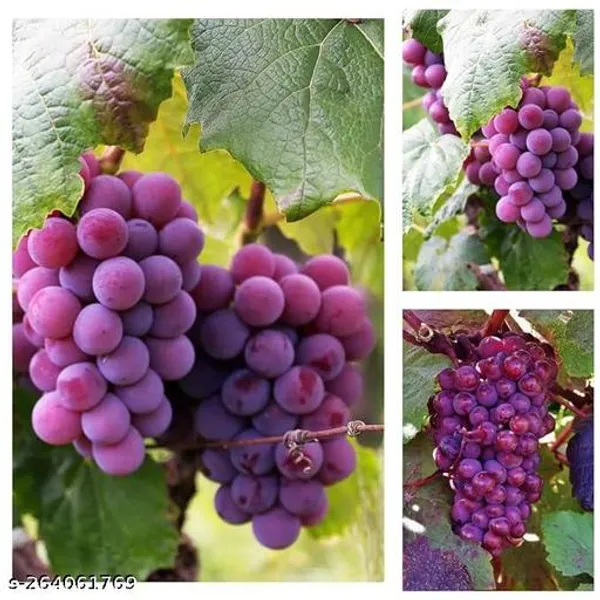 GRAPES_YBRID_PLANT_GRAFTED_(Pack_of_1_)