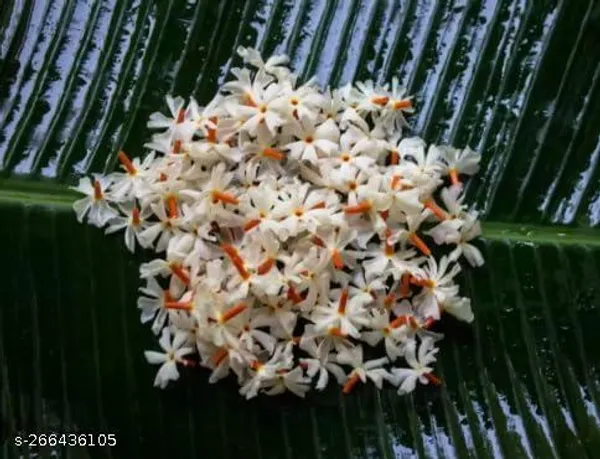 Chaunsa_Mango_Fruit_plant_(pack_of_1)