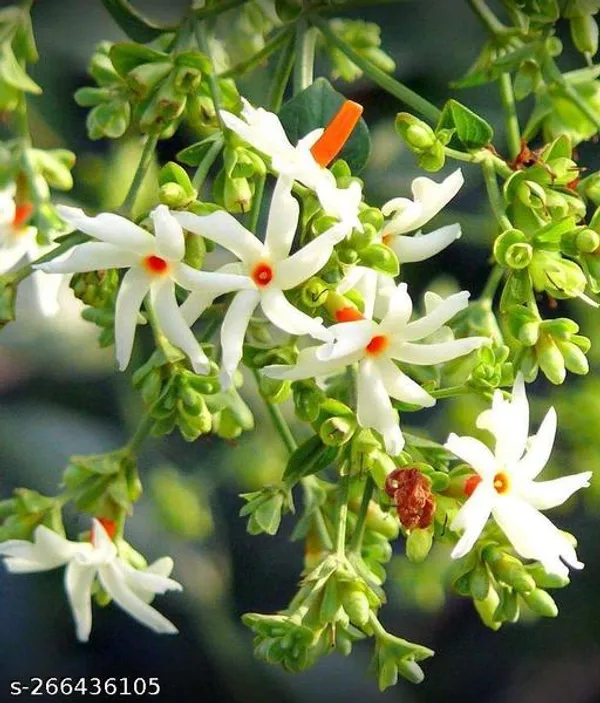 Chaunsa_Mango_Fruit_plant_(pack_of_1)