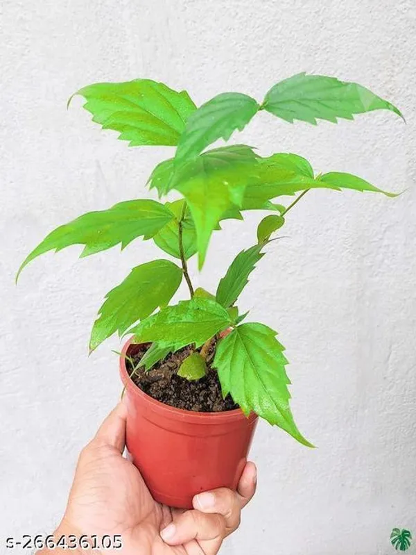 Chaunsa_Mango_Fruit_plant_(pack_of_1)