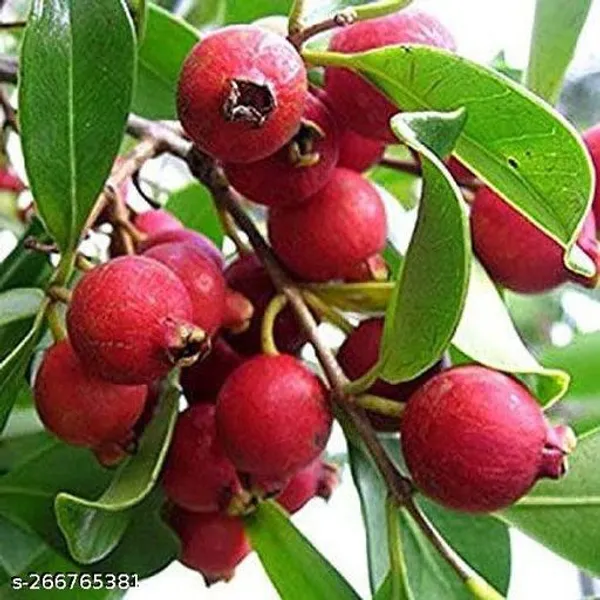 Red_Guava_plant