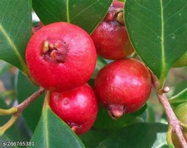 Red_Guava_plant