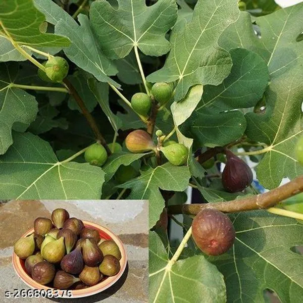 Fig_plant