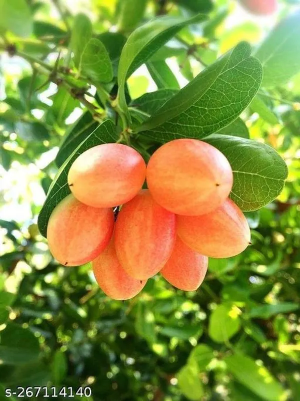 Carissa_carandas_plant