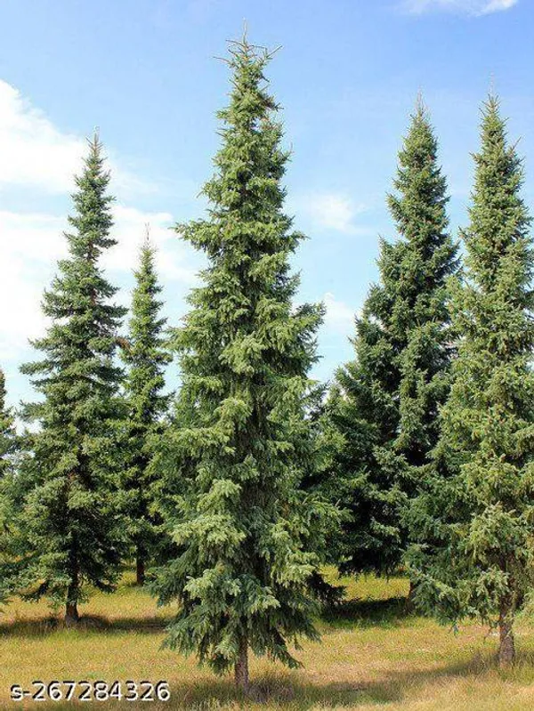 Pine_tree_Thailand