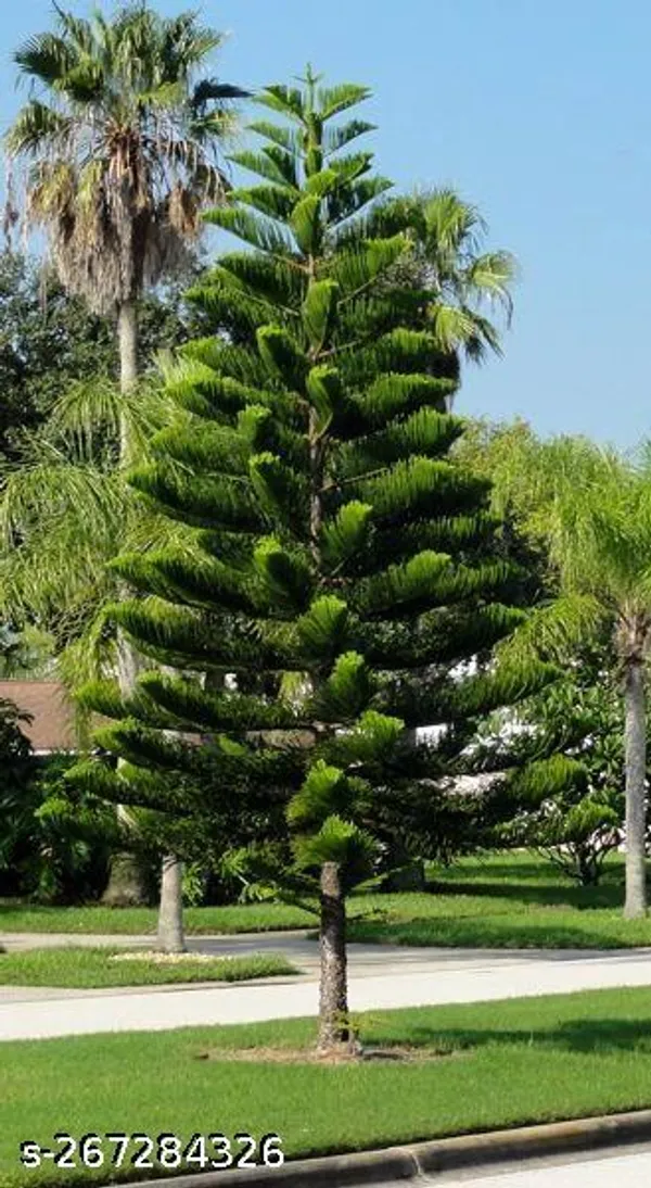 Pine_tree_Thailand