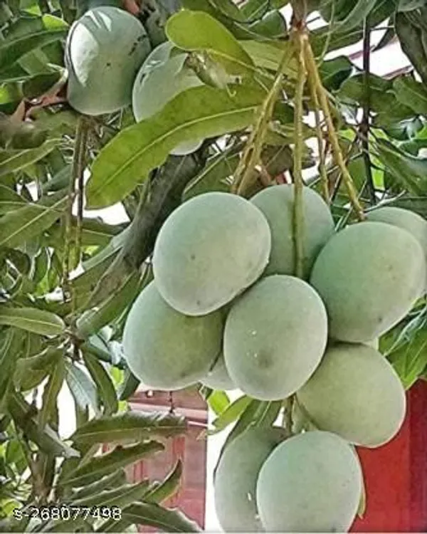 Himsagar_mango_tree