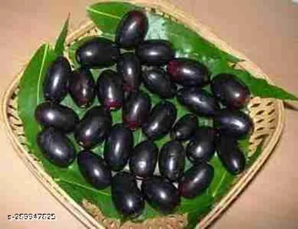 Jamun_plant