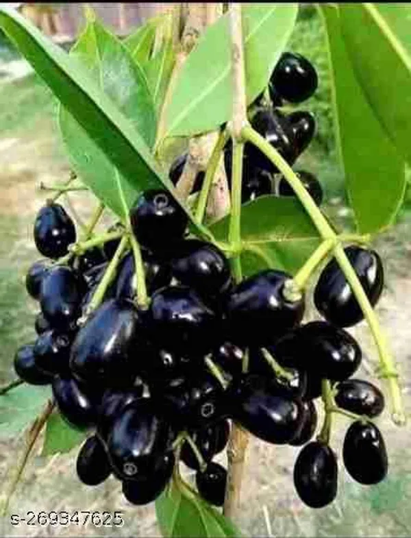 Jamun_plant