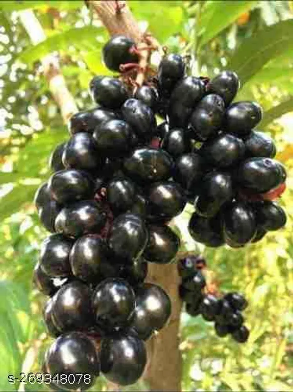 Thai_all_time_jamun_grafted