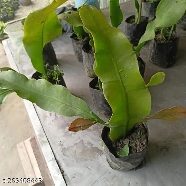 Night_queen_flower_plant_(Pack_of_1_)