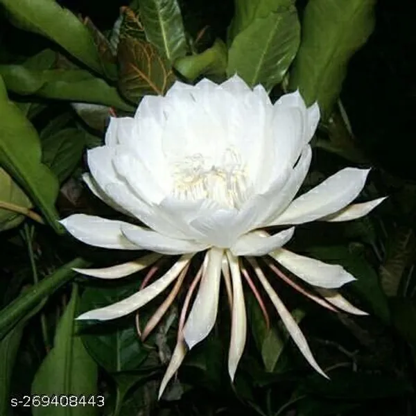 Night_queen_flower_plant_(Pack_of_1_)