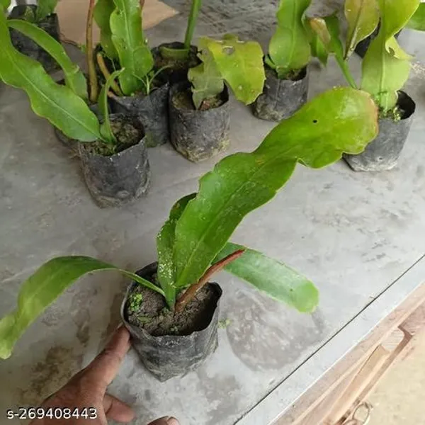 Night_queen_flower_plant_(Pack_of_1_)