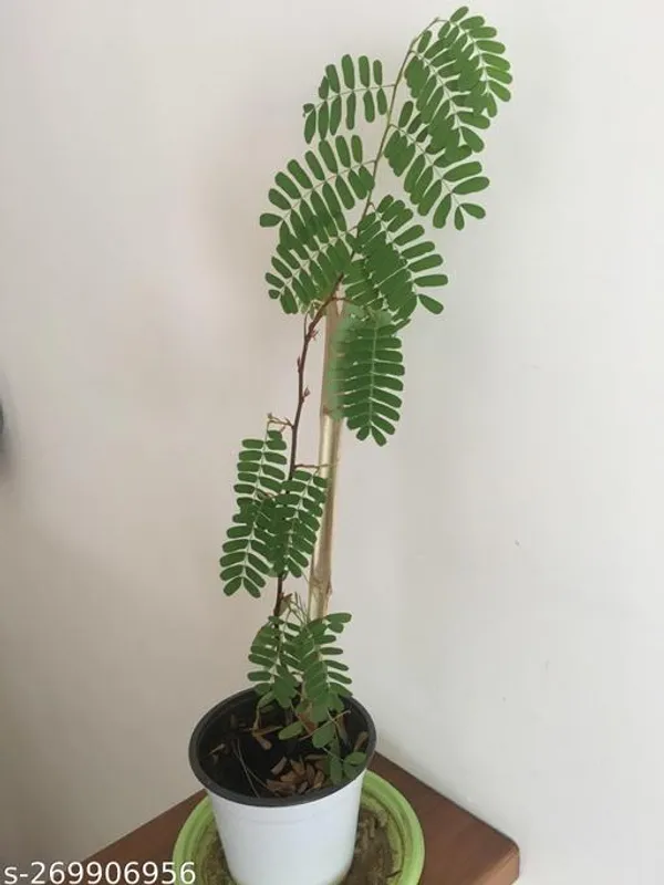 Tamarind_plant