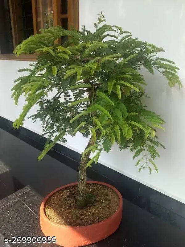 Tamarind_plant