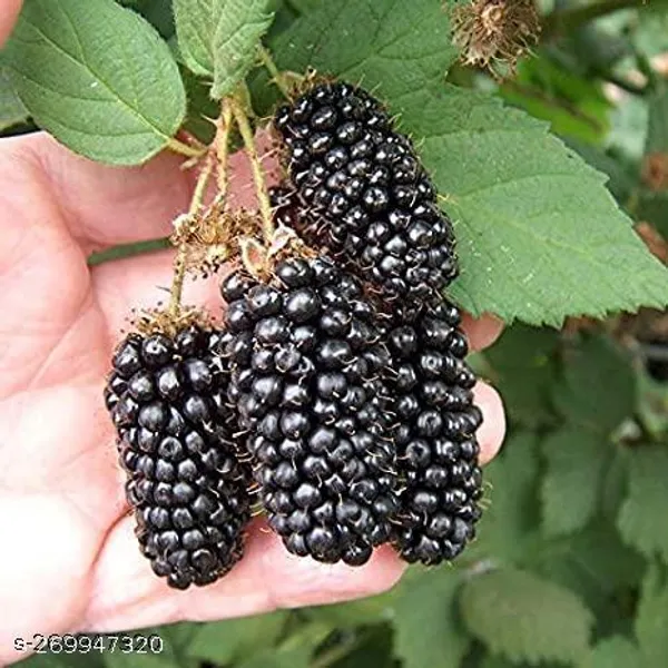 Mulberry_fruit_plant_(pack_of_1)
