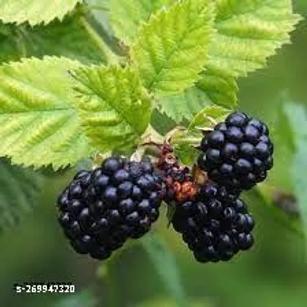Mulberry_fruit_plant_(pack_of_1)