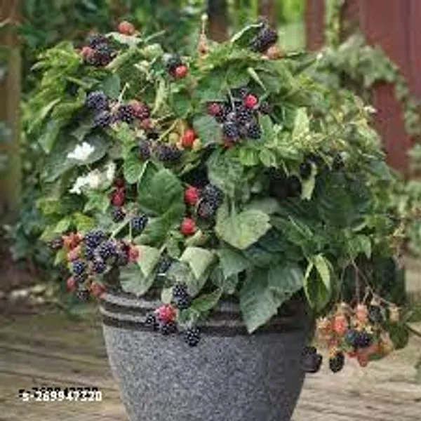 Mulberry_fruit_plant_(pack_of_1)