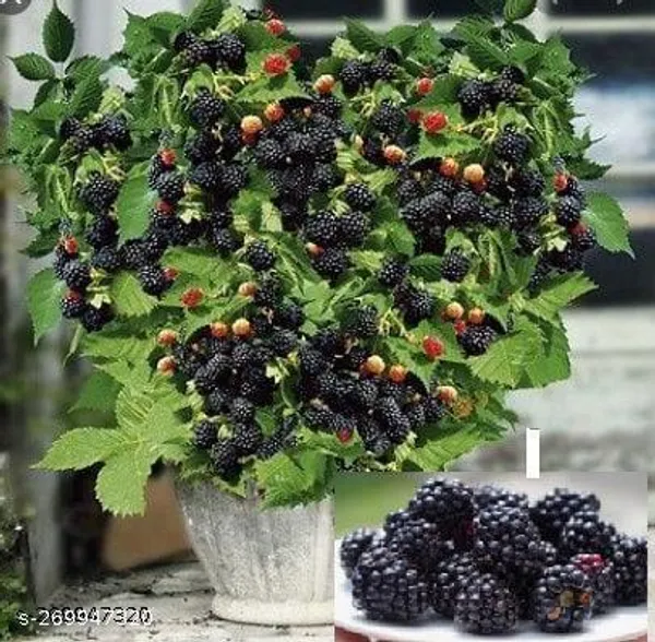 Mulberry_fruit_plant_(pack_of_1)